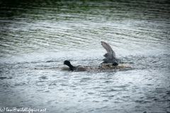 Coots Fighting on Water