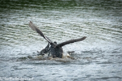 Coots Fighting on Water