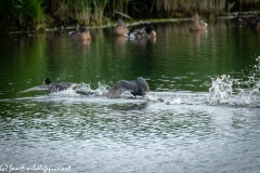 Coots Fighting on Water