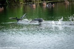 Coots Fighting on Water