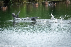 Coots Fighting on Water