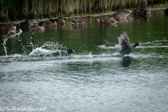 Coots Fighting on Water