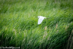 Little Egret in Flight Side View