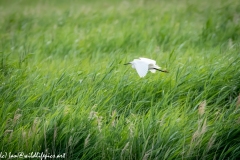 Little Egret in Flight Side View