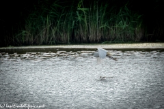 Little Egret in Flight Side View