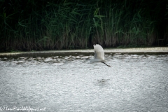 Little Egret in Flight Side View