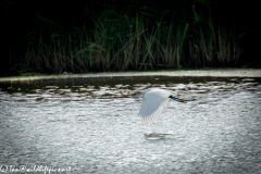 Little Egret in Flight Side View