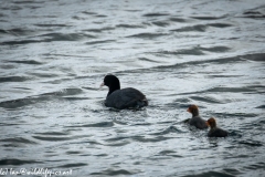 Coot With Two Coot Chicks on Water Back View