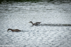 Female Mallard Ducks on Water Side View