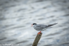 Common Tern on Log Out of Water Side View