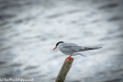 Common Tern on Log Out of Water Side View