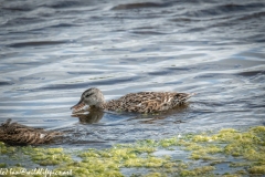 Female Gadwall on Water Side View