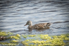 Female Gadwall on Water Side View