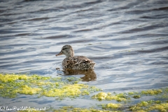 Female Gadwall on Water Back View