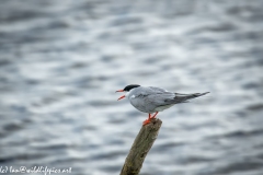 Common Tern on Log Out of Water Side View