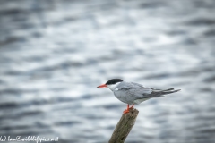 Common Tern on Log Out of Water Side View