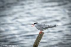 Common Tern on Log Out of Water Side View