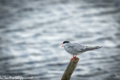 Common Tern on Log Out of Water Side View