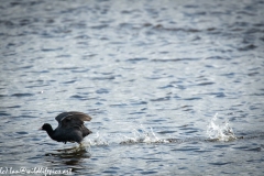 Coot Running on Water Side View