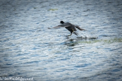 Coot Running on Water Side View