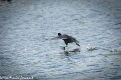 Coot Running on Water Side View