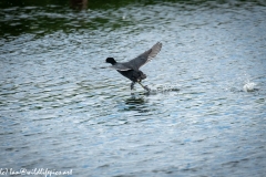 Coot Running on Water Side View