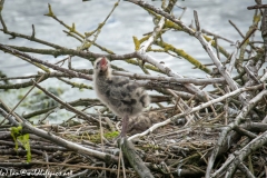 Black Headed Gull Chicks on Nest