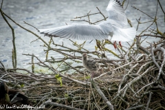 Black Headed Gull & Chicks on Nest