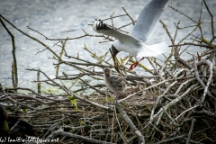 Black Headed Gull & Chicks on Nest