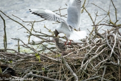 Black Headed Gull & Chicks on Nest