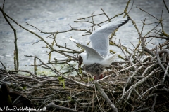 Black Headed Gull & Chicks on Nest