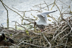 Black Headed Gull & Chicks on Nest