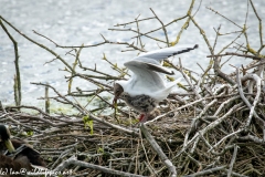 Black Headed Gull & Chicks on Nest