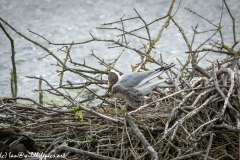 Black Headed Gull & Chicks on Nest