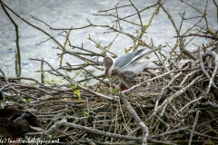 Black Headed Gull & Chicks on Nest