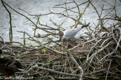 Black Headed Gull & Chicks on Nest