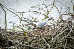 Black Headed Gull & Chicks on Nest