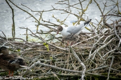 Black Headed Gull & Chicks on Nest