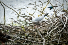 Black Headed Gull & Chicks on Nest