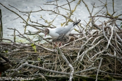 Black Headed Gull & Chicks on Nest