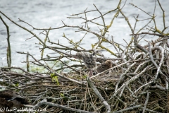 Black Headed Gull Chicks on Nest