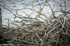 Black Headed Gull Chicks on Nest