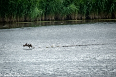 Great Crested Grebe with Fish Running on Water Side View