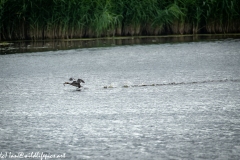 Great Crested Grebe with Fish Running on Water Side View