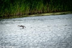 Great Crested Grebe with Fish Running on Water Side View