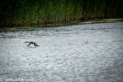 Great Crested Grebe with Fish Running on Water Side View