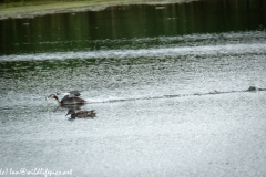 Great Crested Grebe with Fish Running on Water Side View