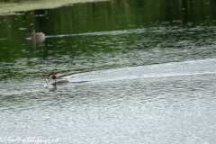 Great Crested Grebe with Fish on Water Side View