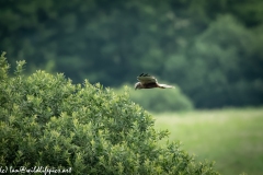 Male Marsh Harrier in Flight Side View