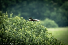 Male Marsh Harrier in Flight Side View